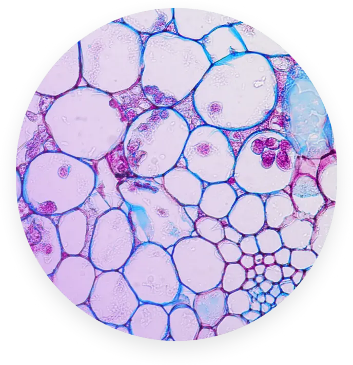 Hero applications cell biology