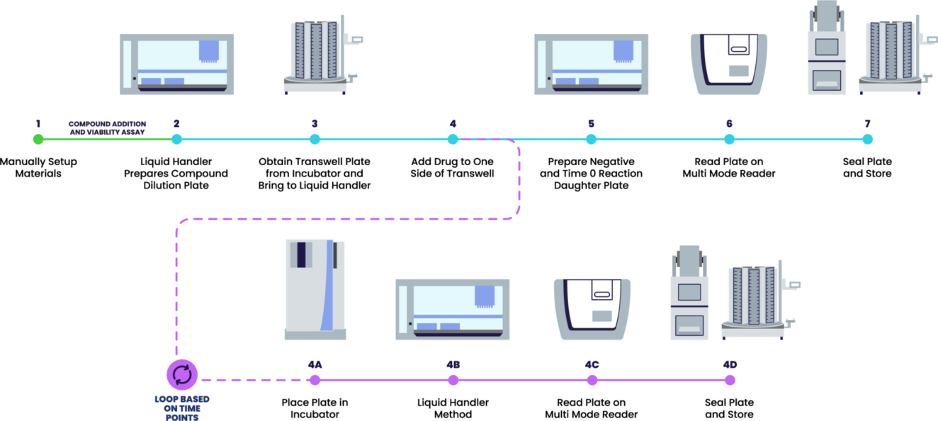 Typical DMPK - transporter assay​ workflow