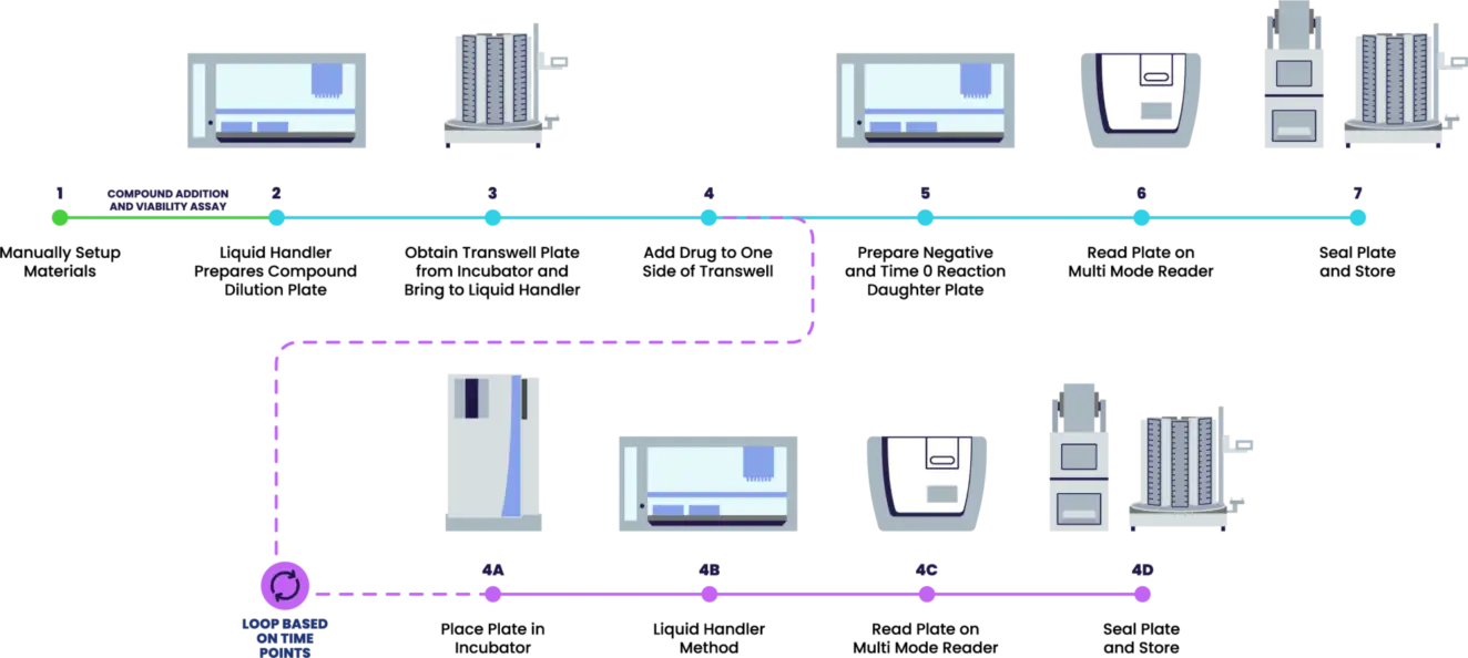 Typical DMPK - transporter assay​ workflow