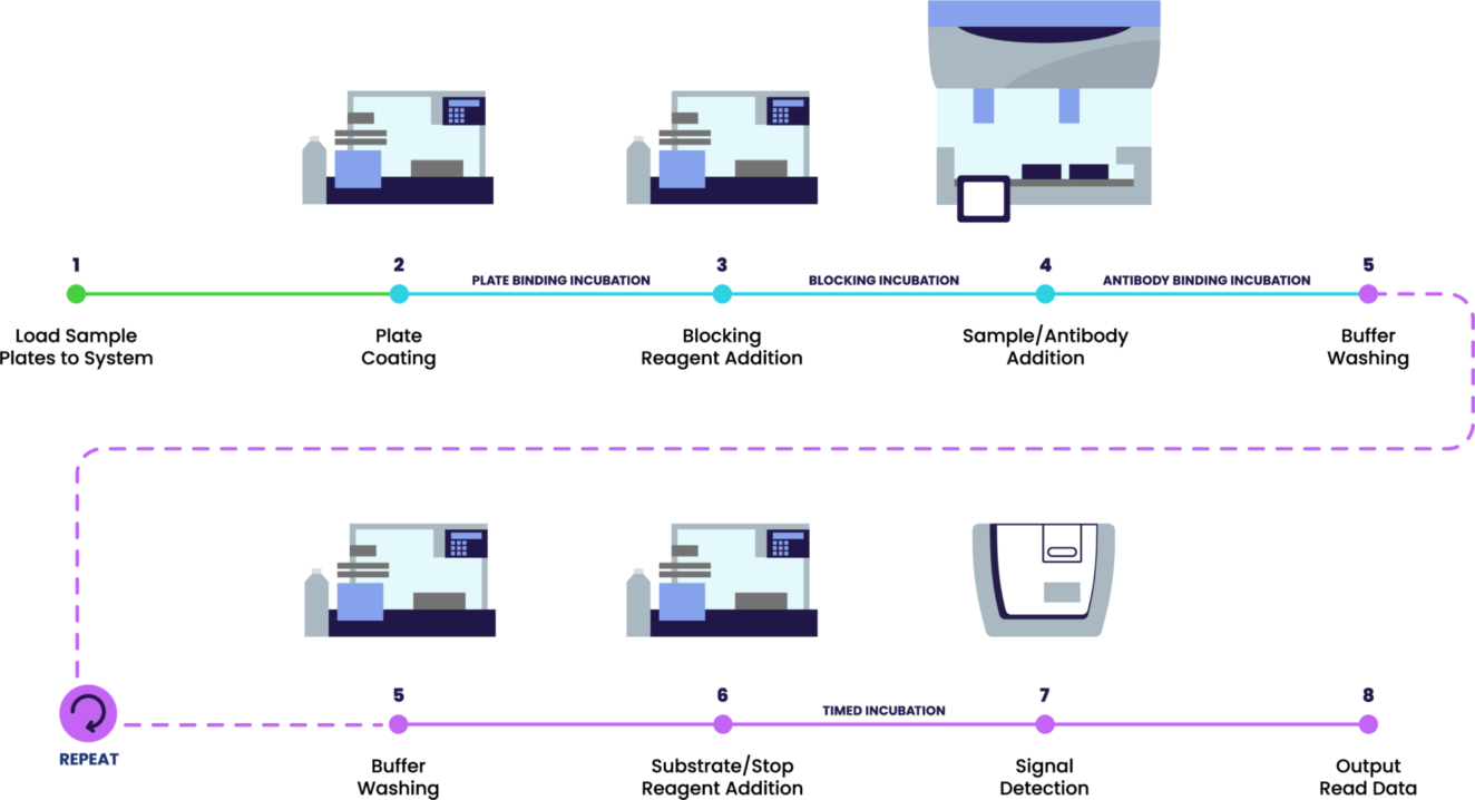 Typical ELISA preparation workflow