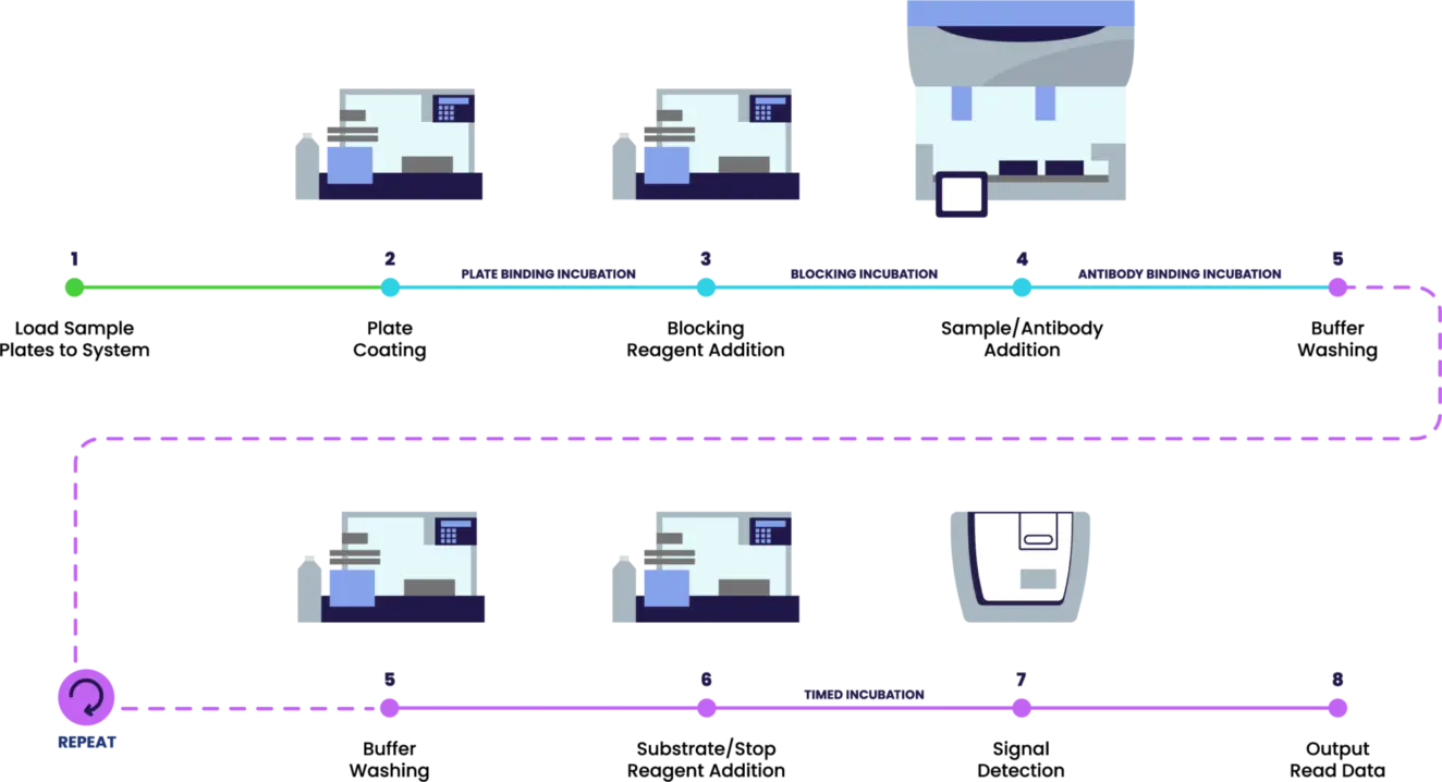 Typical ELISA preparation workflow