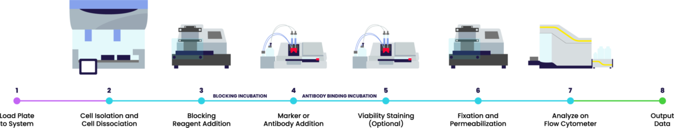 Typical flow cytometry preparation and analysis​ workflow