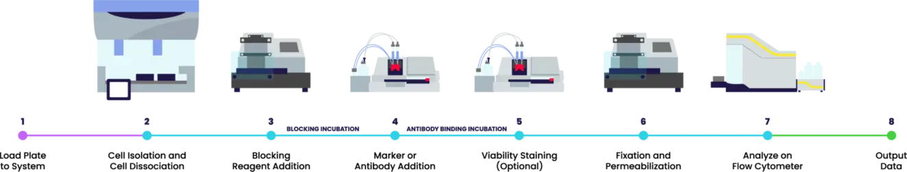 Typical flow cytometry preparation and analysis​ workflow